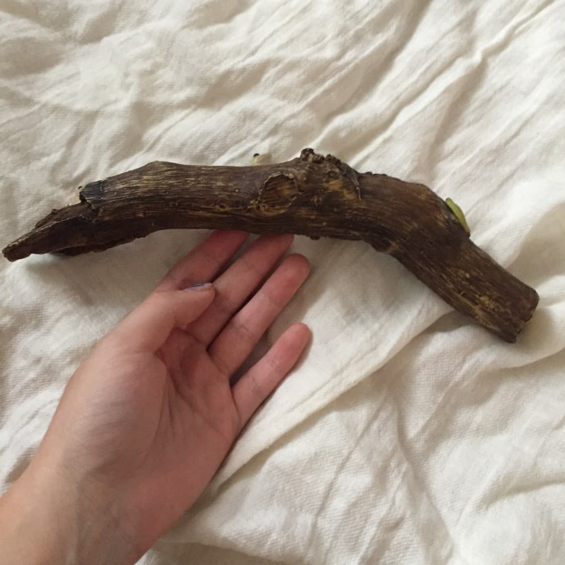 Frog Decoration Object 상품이미지3