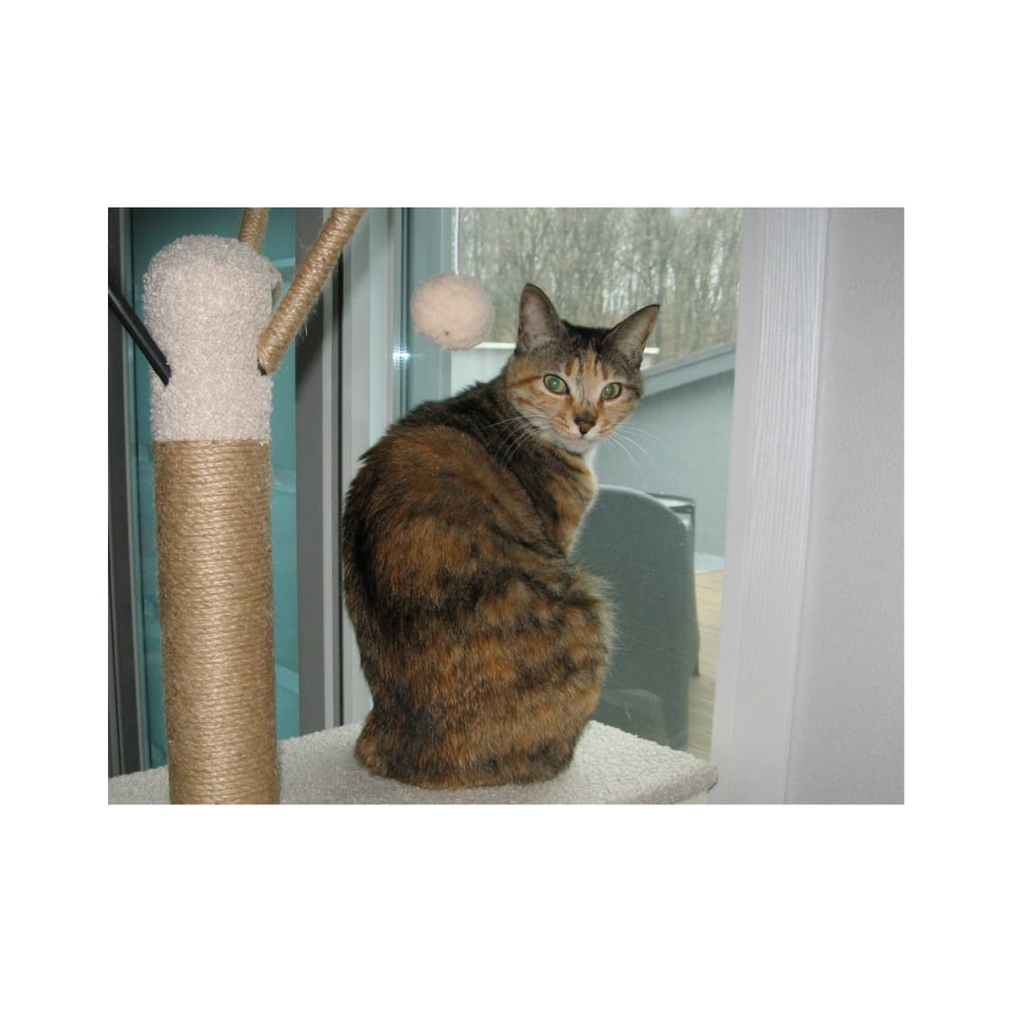 캐논 파워샷 A710 디지털카메라 빈티지디카 상품이미지9