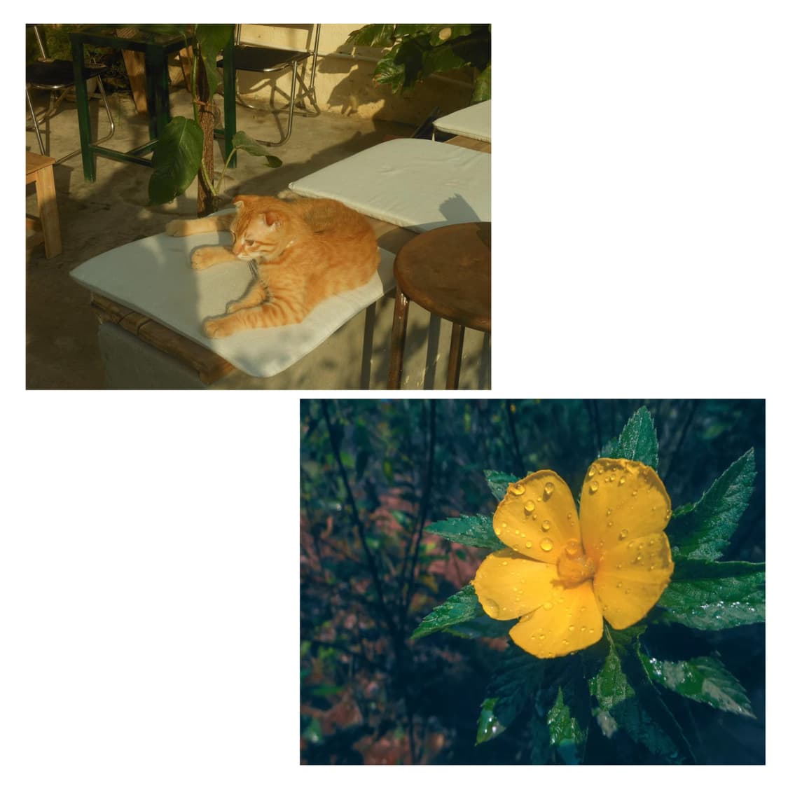 작례) 니콘 쿨픽스 s6200 소프트 포커스, 슬로우 싱크, 크로스 필터 상품이미지8