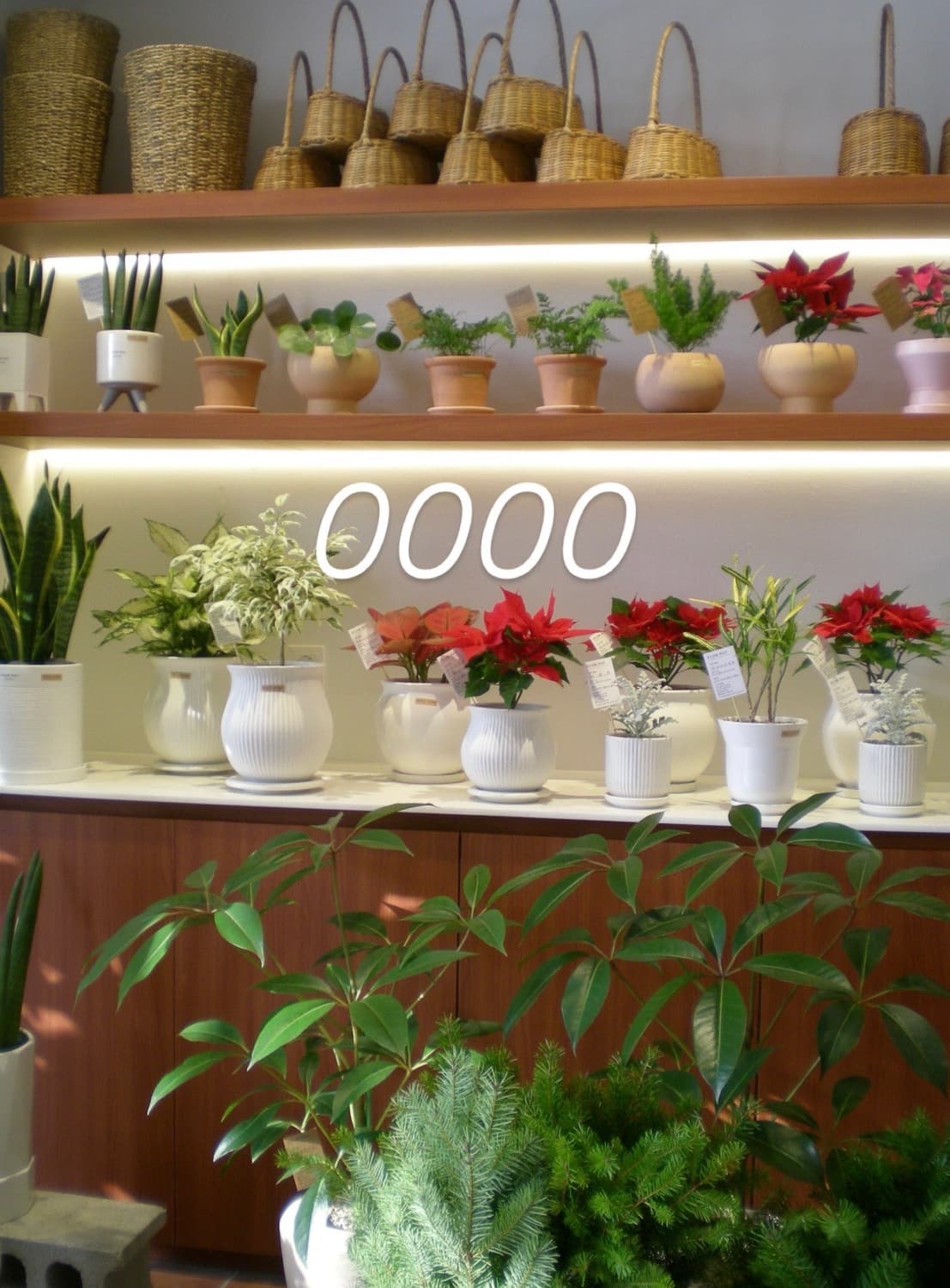 Nikon 니콘 쿨픽스 S200 레드 (작례o) 상품이미지8