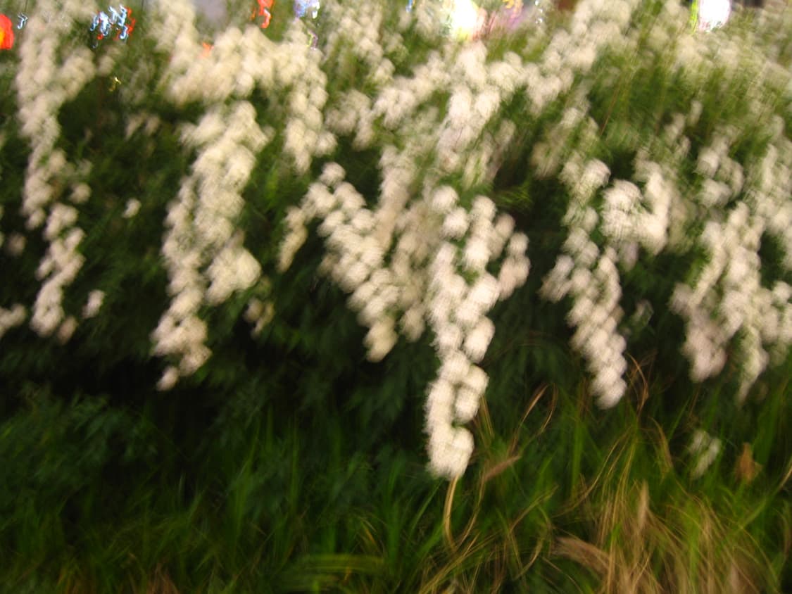 캐논 ixy digital 50 상품이미지9