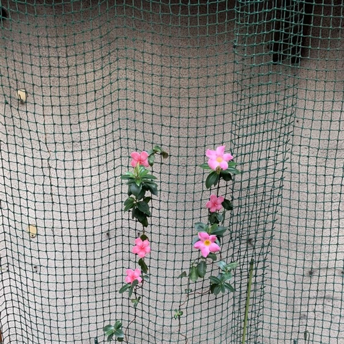 안즈anz hawaii hairpin🌺 상품이미지3