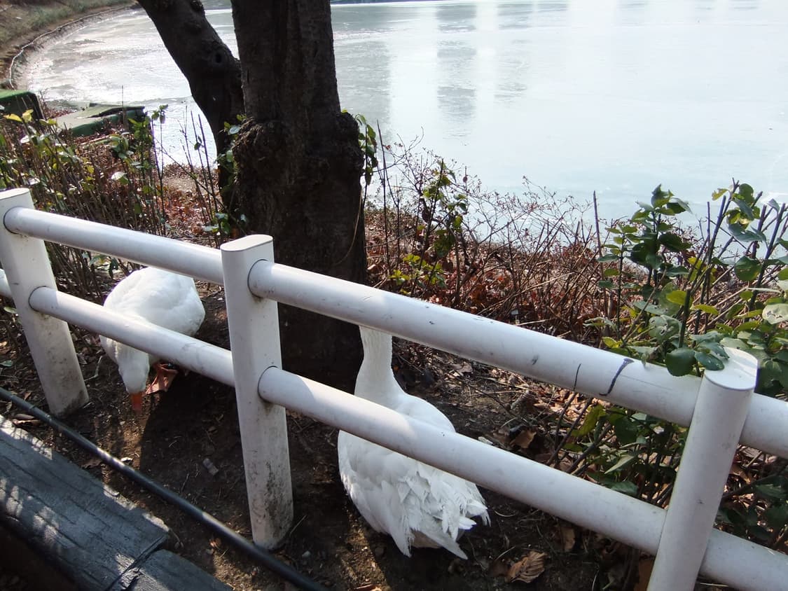 (살몬,작례o) Fujifilm Finepix F80 EXR 아일릿디카 상품이미지7