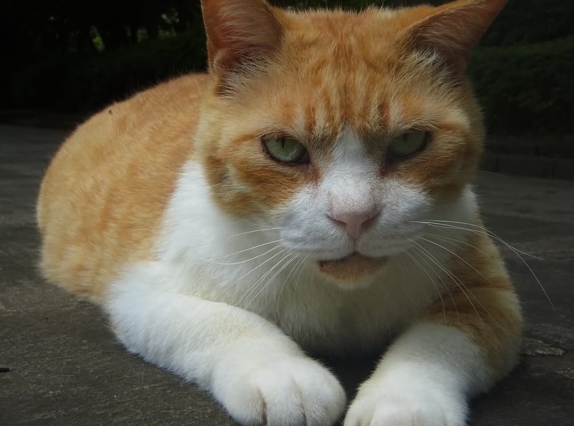 Ricoh PX 디카 상품이미지4