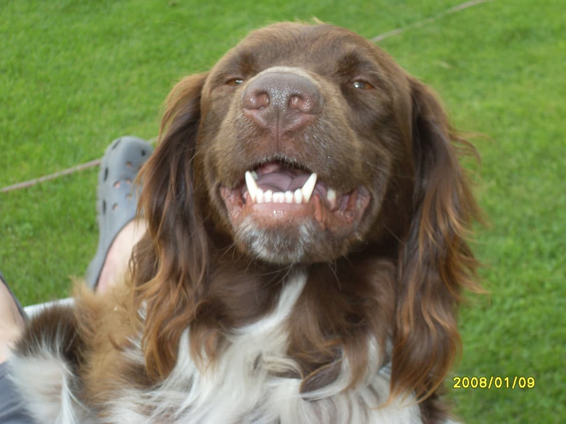 작례/레어!) 삼성 Samsung vluu m110 상품이미지6