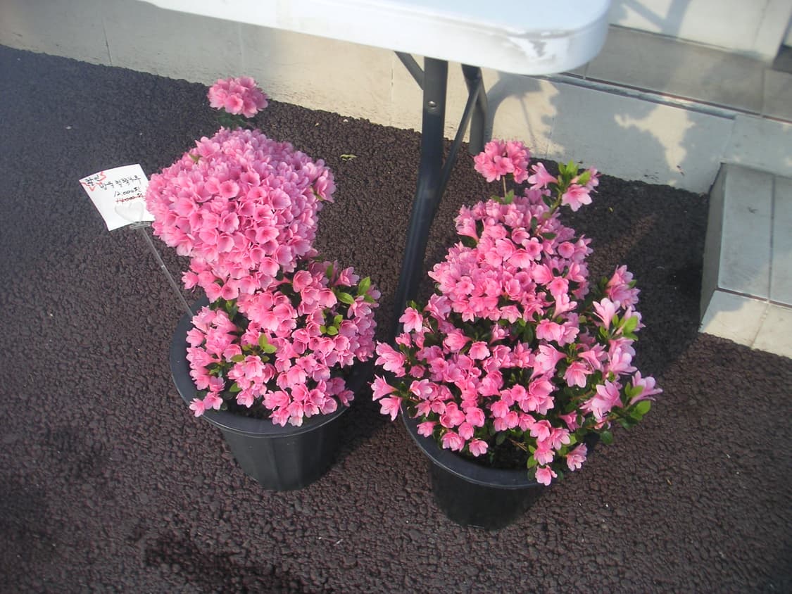 필카느낌,작례o) 미놀타 Minolta DiMAGE Xt 빈티지 디카 상품이미지10