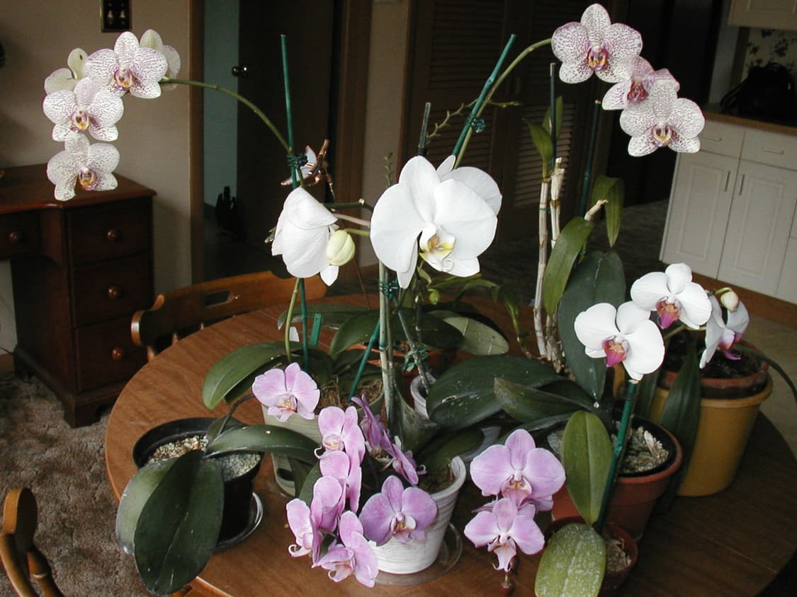 올림푸스 카메디아 D-510 ZOOM 빈티지 디지털카메라 상품이미지8