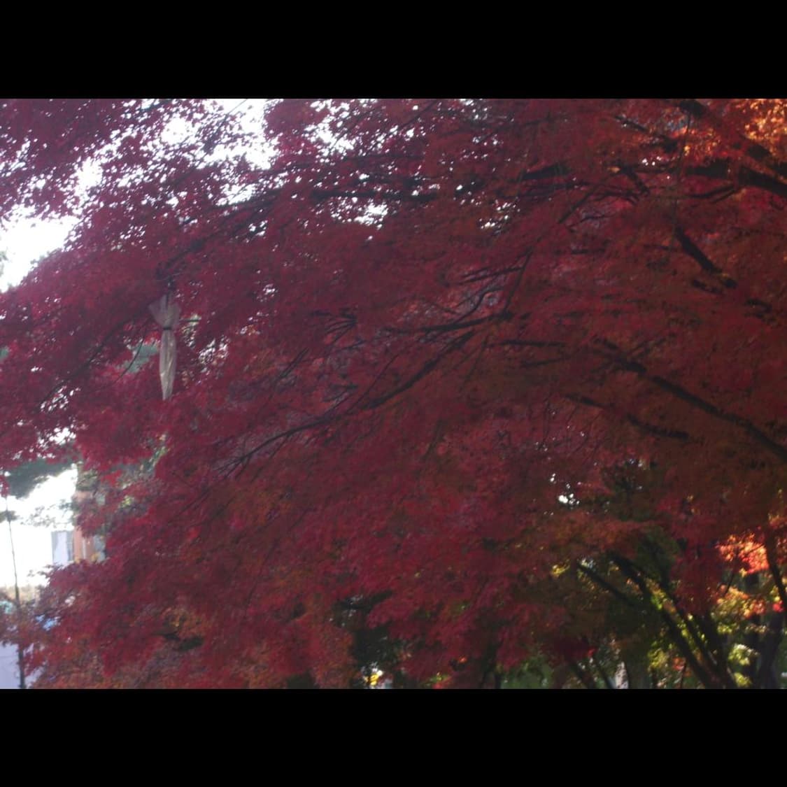 펜탁스 옵티오 E90  + 박스 메탈릭실버 💫 빈티지 디카 디지털카메라 상품이미지7