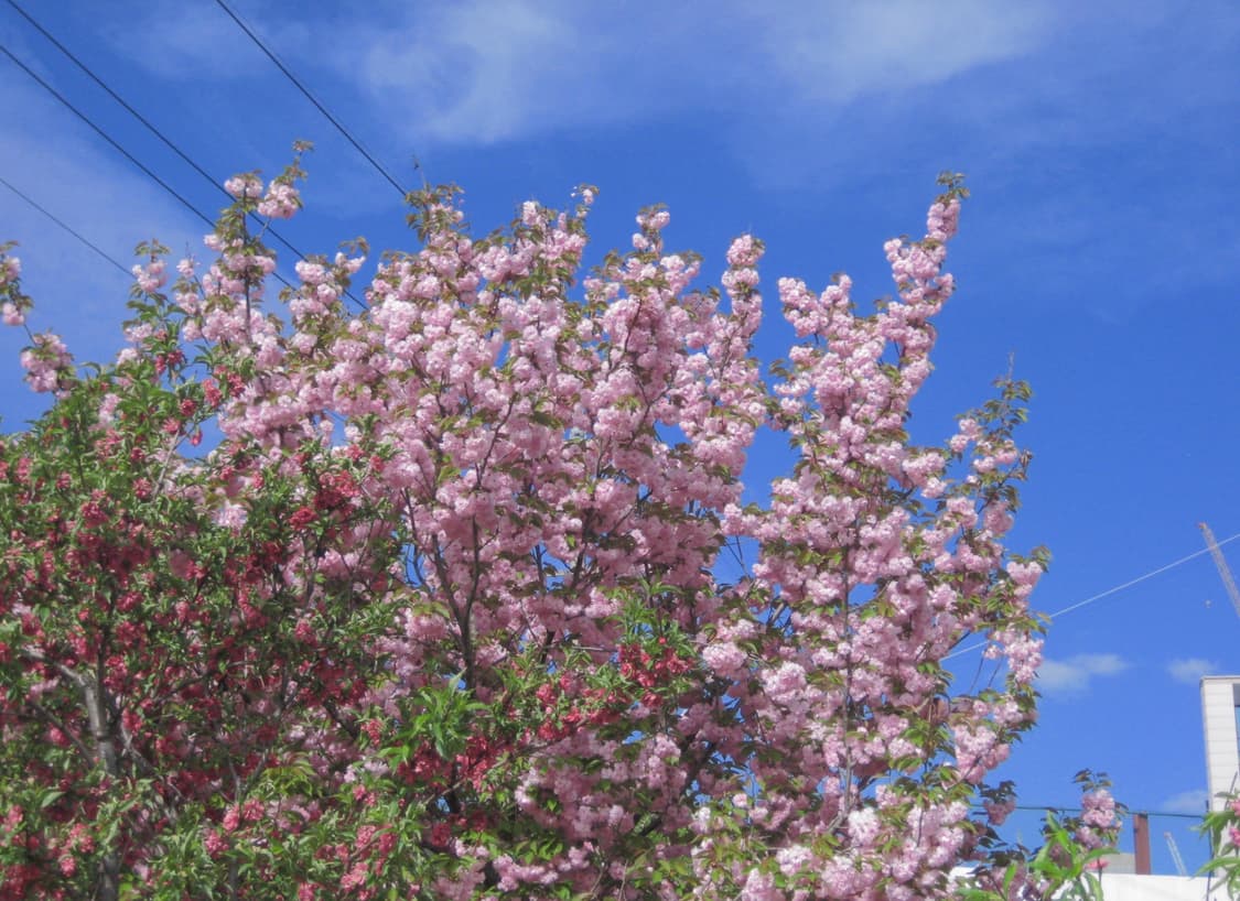 민트급⭐️) 캐논 익서스70 풀박스 상품이미지3