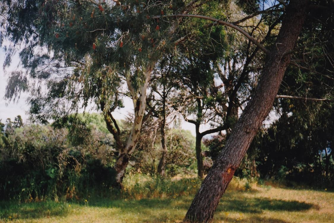 작례O 레트로 감성 올림푸스 trip s 필름카메라 빈티지 필카 상품이미지5