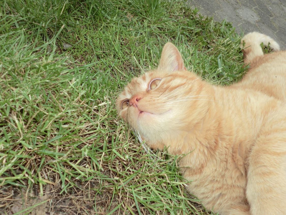 카시오 EXILM EX-S200 빈티지디카 디지털카메라 상품이미지9