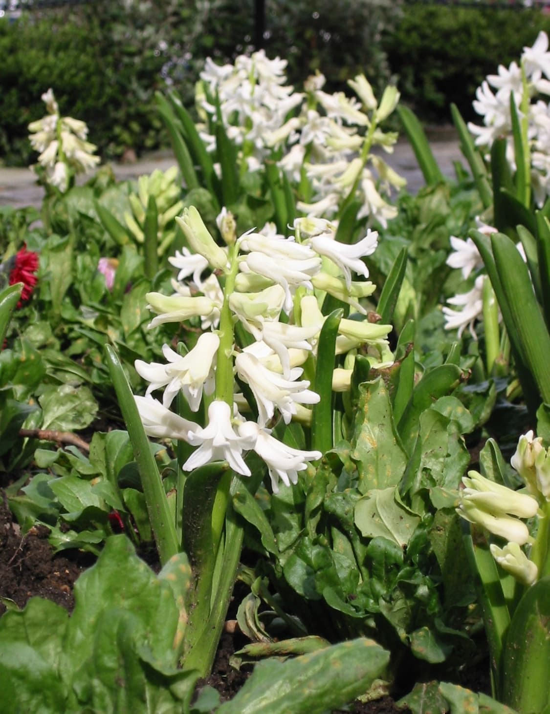 캐논 파워샷 s300 디지털카메라 상품이미지10