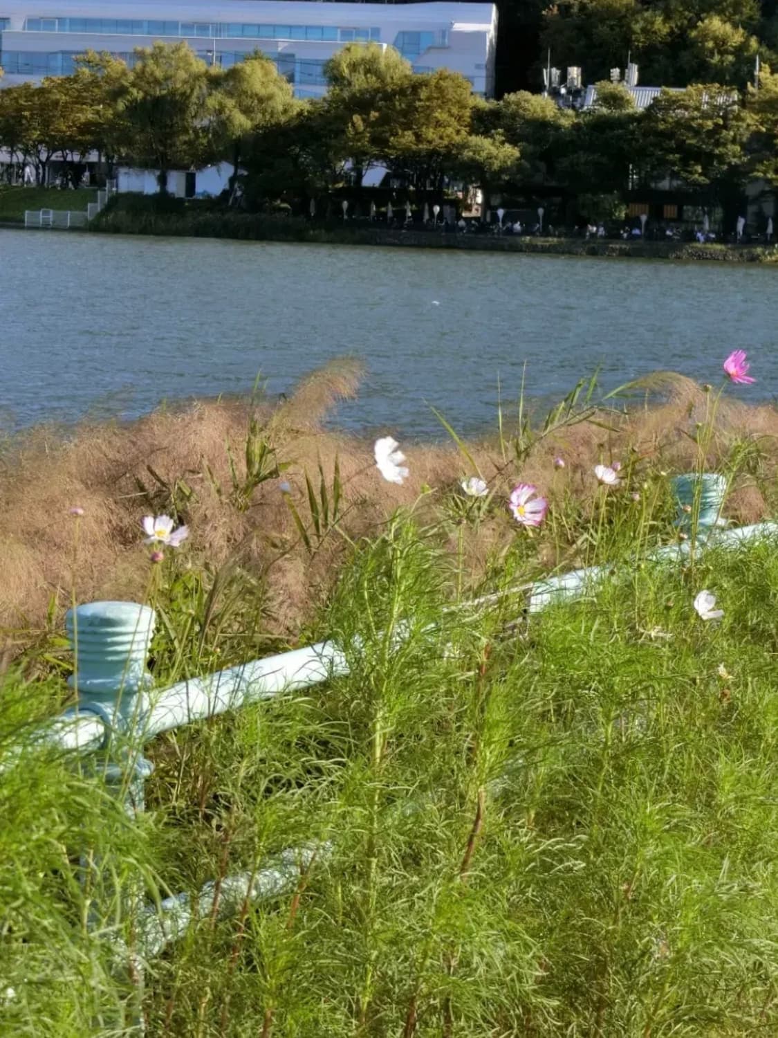 카시오 엑슬림 EX-Z1050 빈티지디카 디지털카메라 상품이미지3