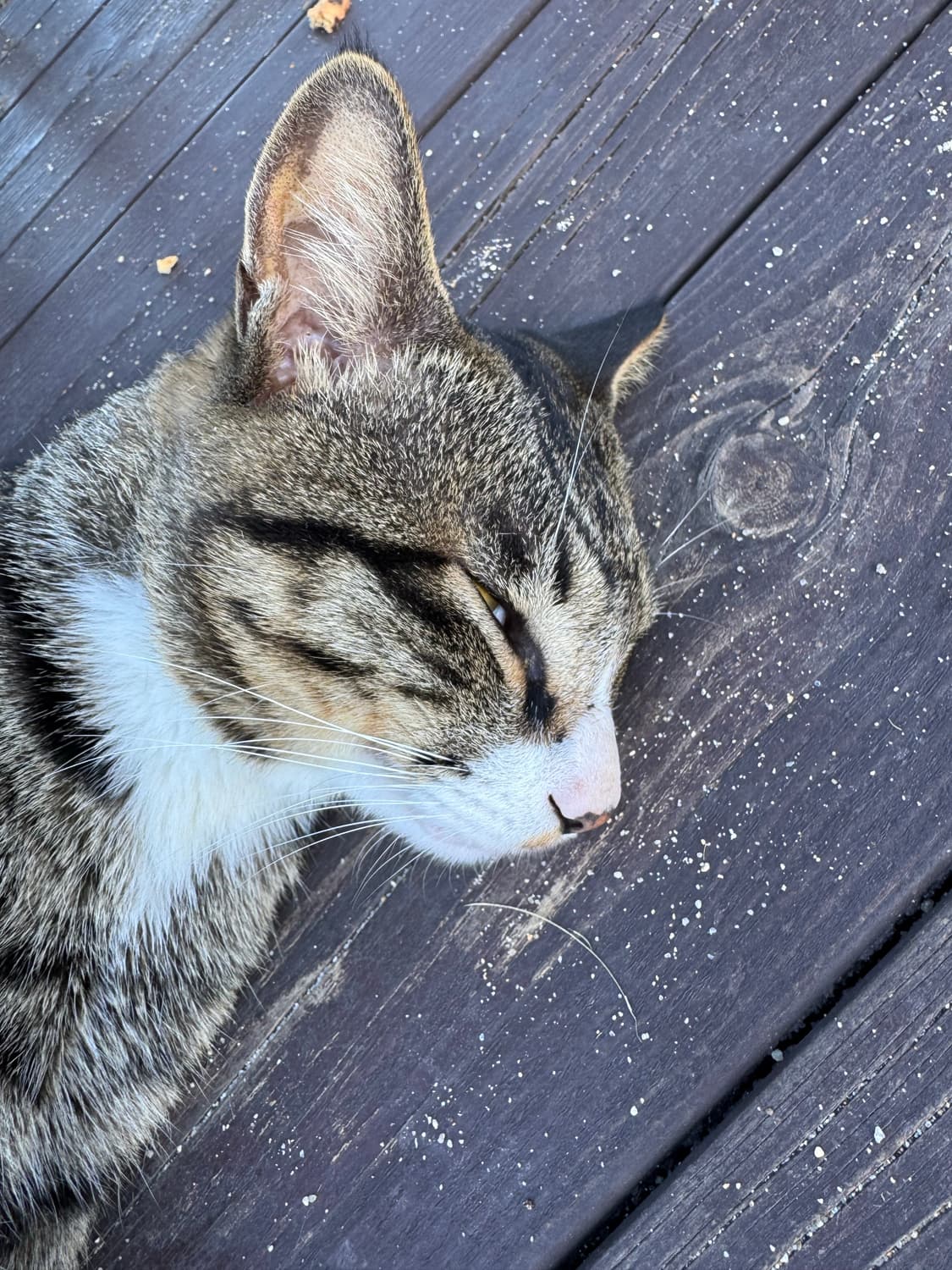 peoplesense 워싱 데님 팬츠 상품이미지3