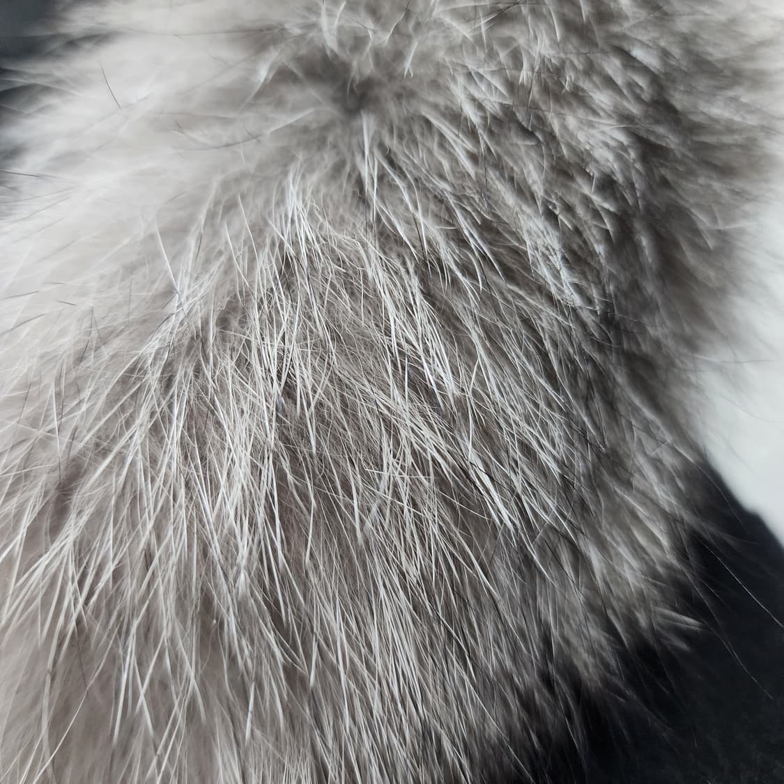 코오롱 로로피아나 안타티카 롱패딩 95 여성 상품이미지5