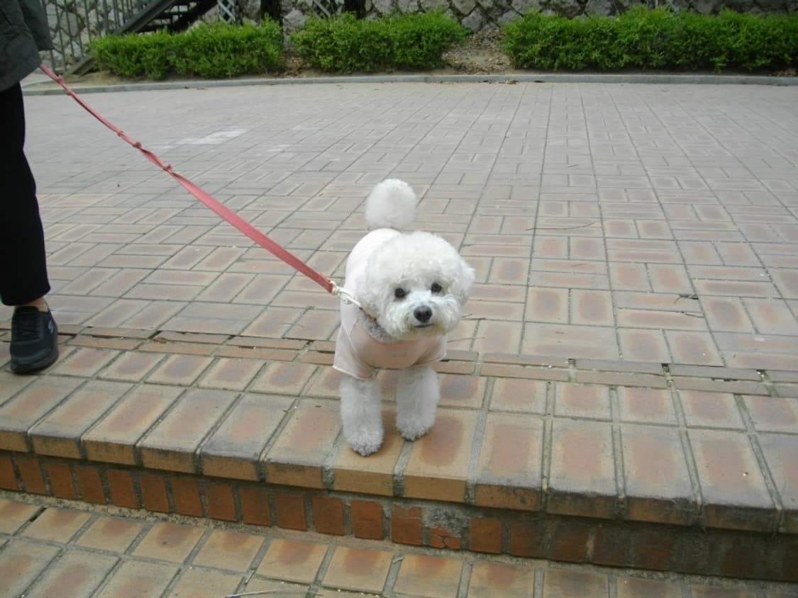 펜탁스 Optio E 60 상품이미지6