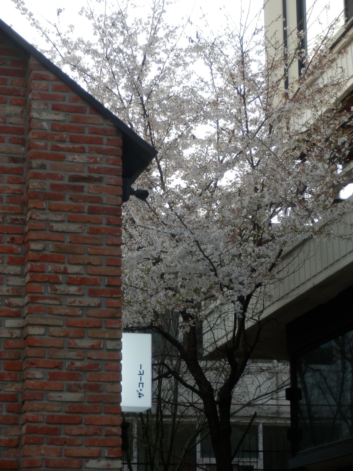 올림푸스 sh-21 골드 상품이미지2