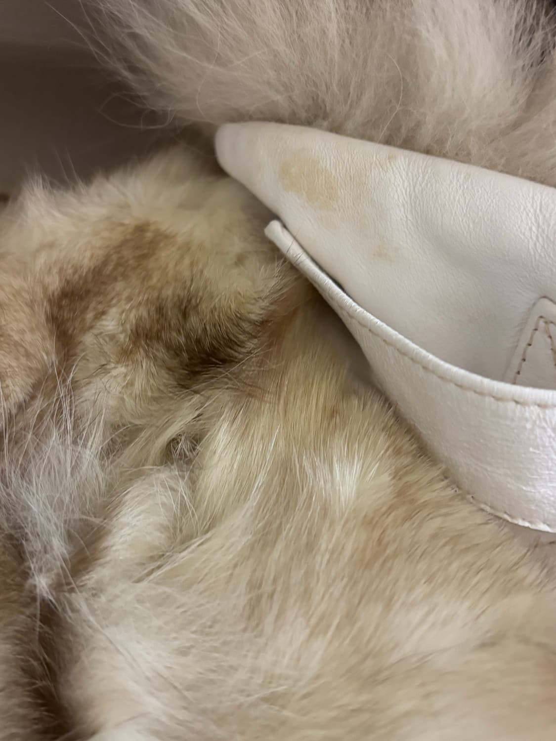 리얼 폭스퍼 양털 퍼자켓 상품이미지7