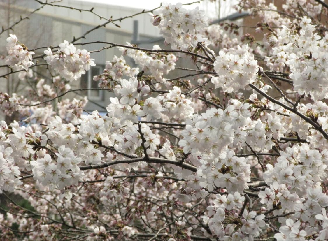 안유진디카📸)캐논 파워샷 G9 상품이미지10