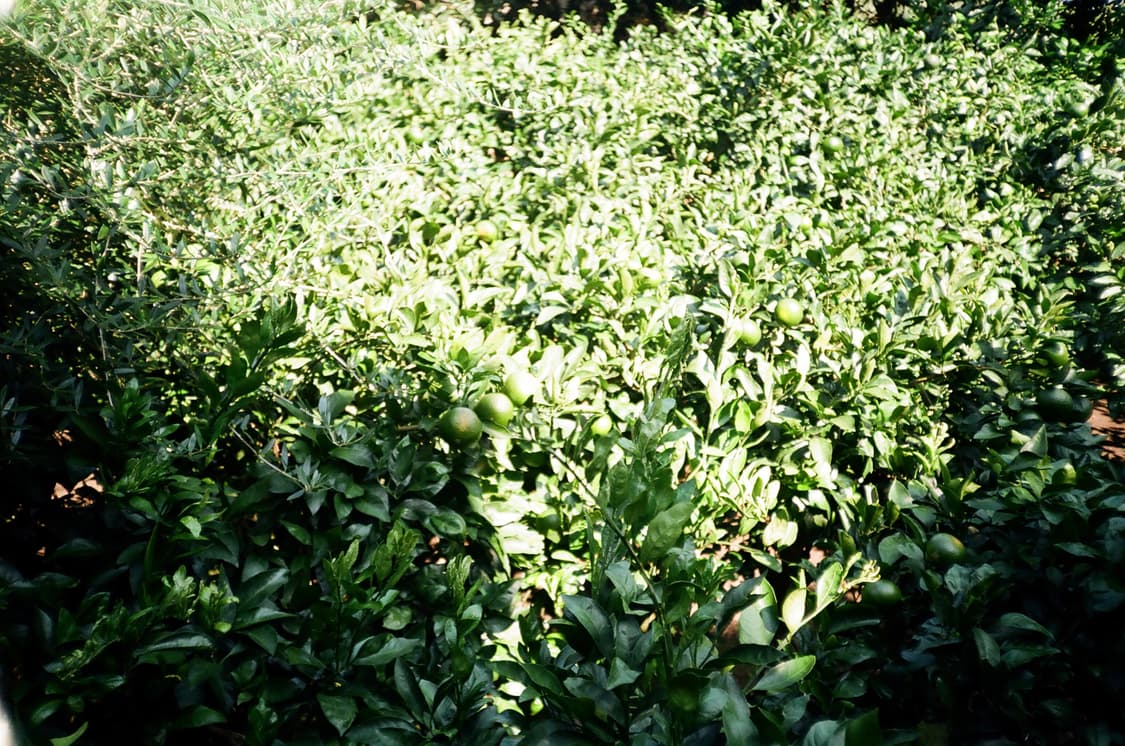 삼성 af slim2 필름카메라 상품이미지3