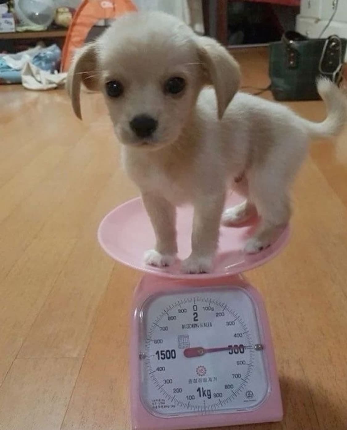 ㅇ 상품이미지1