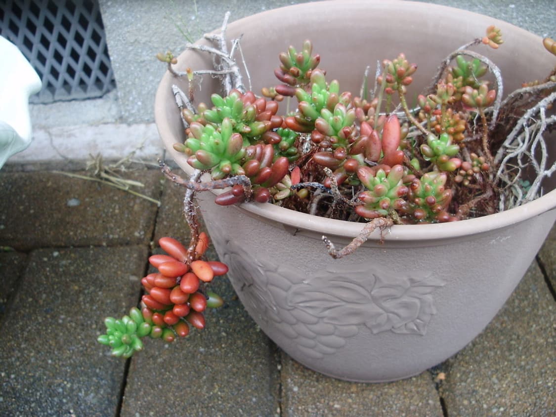 올림푸스 Olympus FE-310 실버 상품이미지2