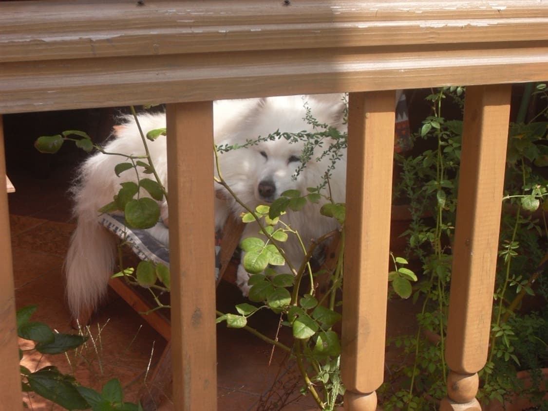 삼성 빈티지 디카 vluu L210 (작례0) 상품이미지6