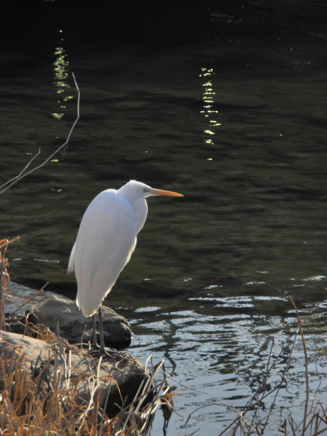 올림푸스 뮤 5000 블루 디지털카메라 (작례ㅇ) 상품이미지7