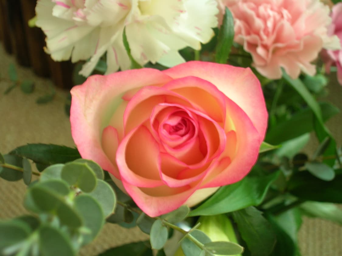 할인끝남 [준민크급]니콘 쿨픽스 5600🎀 빈티지 디카 / 작례✅ 상품이미지10