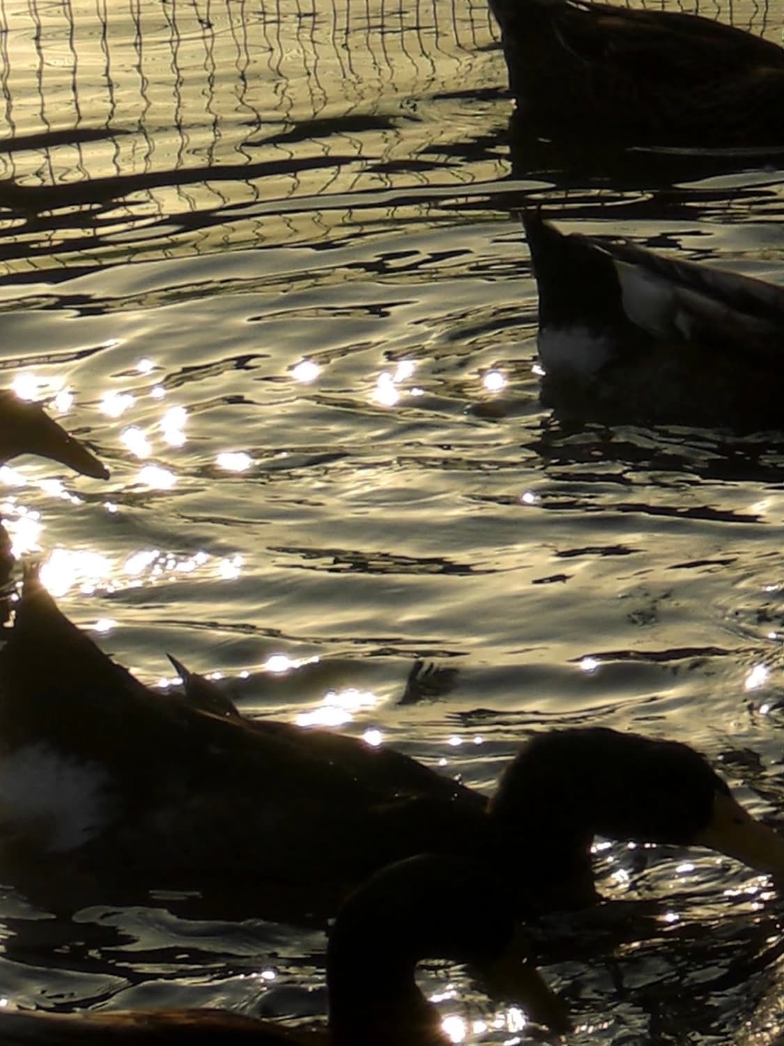 (작례o/뽀용디카🫧) 카시오 엑슬림 Z77 | Casio Exilim 상품이미지7