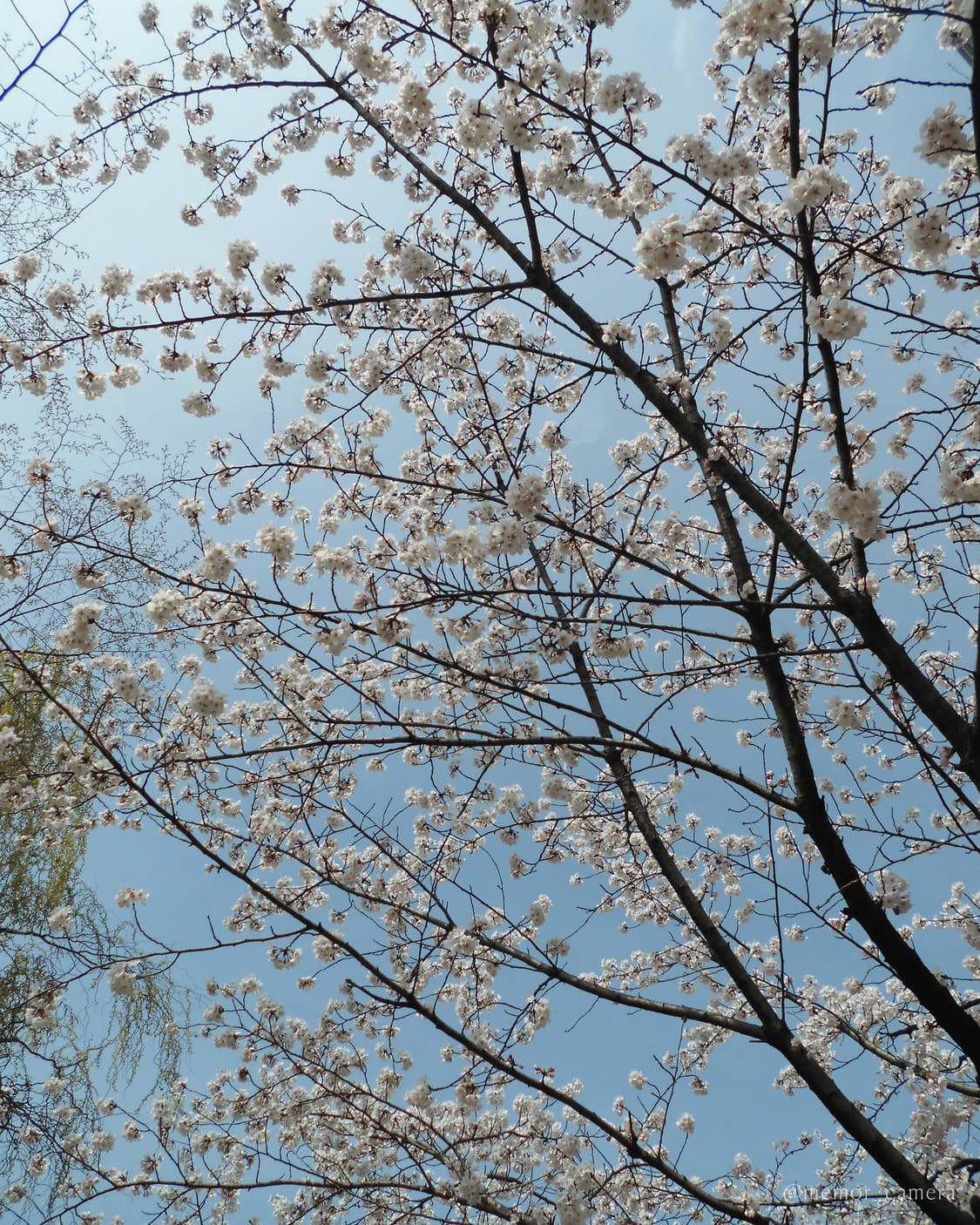 인물컷추천/소프트스킨기능✨CASIO EX-ZS35 카시오 디카 카메라 상품이미지6