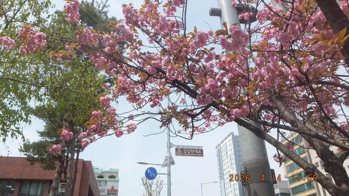 (작례O) 빈티지 디카 📸 필름감성 / 후지 핑크 카메라 상품이미지5