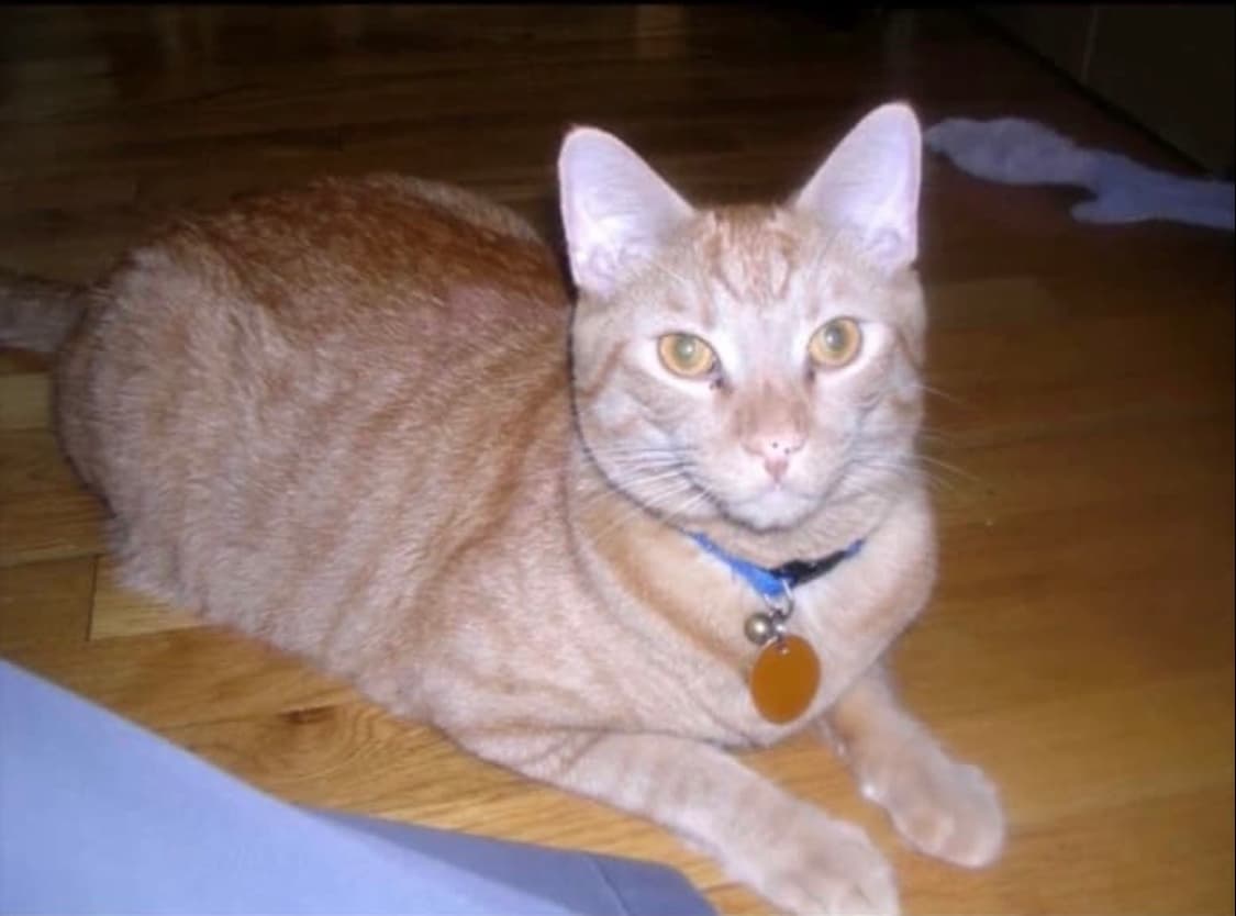 니콘 쿨픽스 3100 상품이미지5