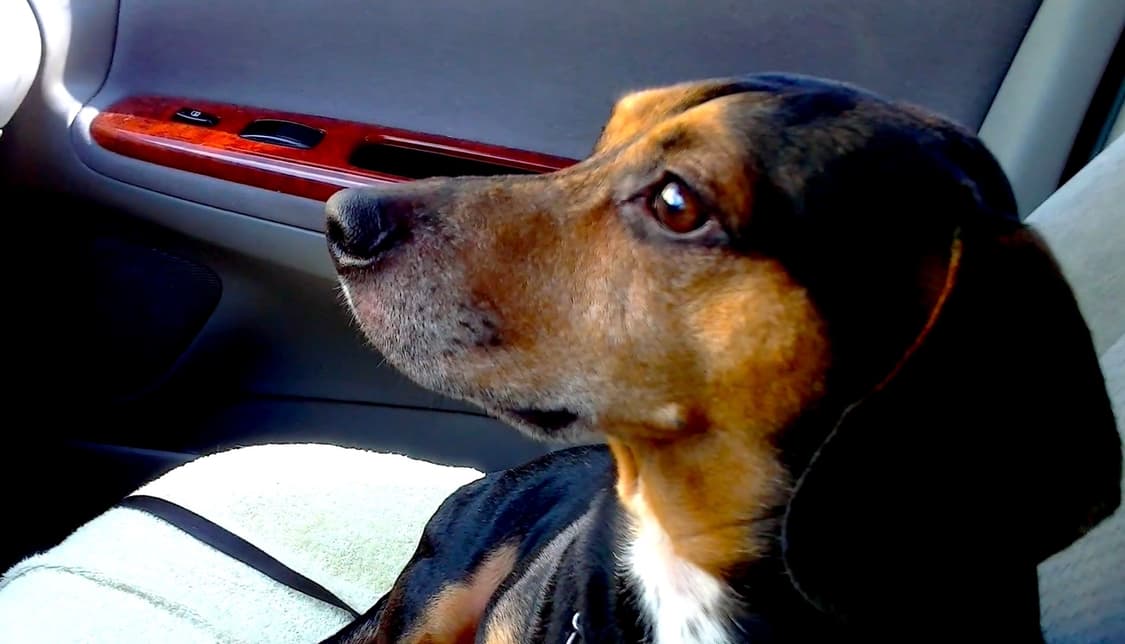 (포켓 캠코더!🍋‍🟩) JVC GC-FM2 캠코더 디카 디지털카메라 상품이미지7