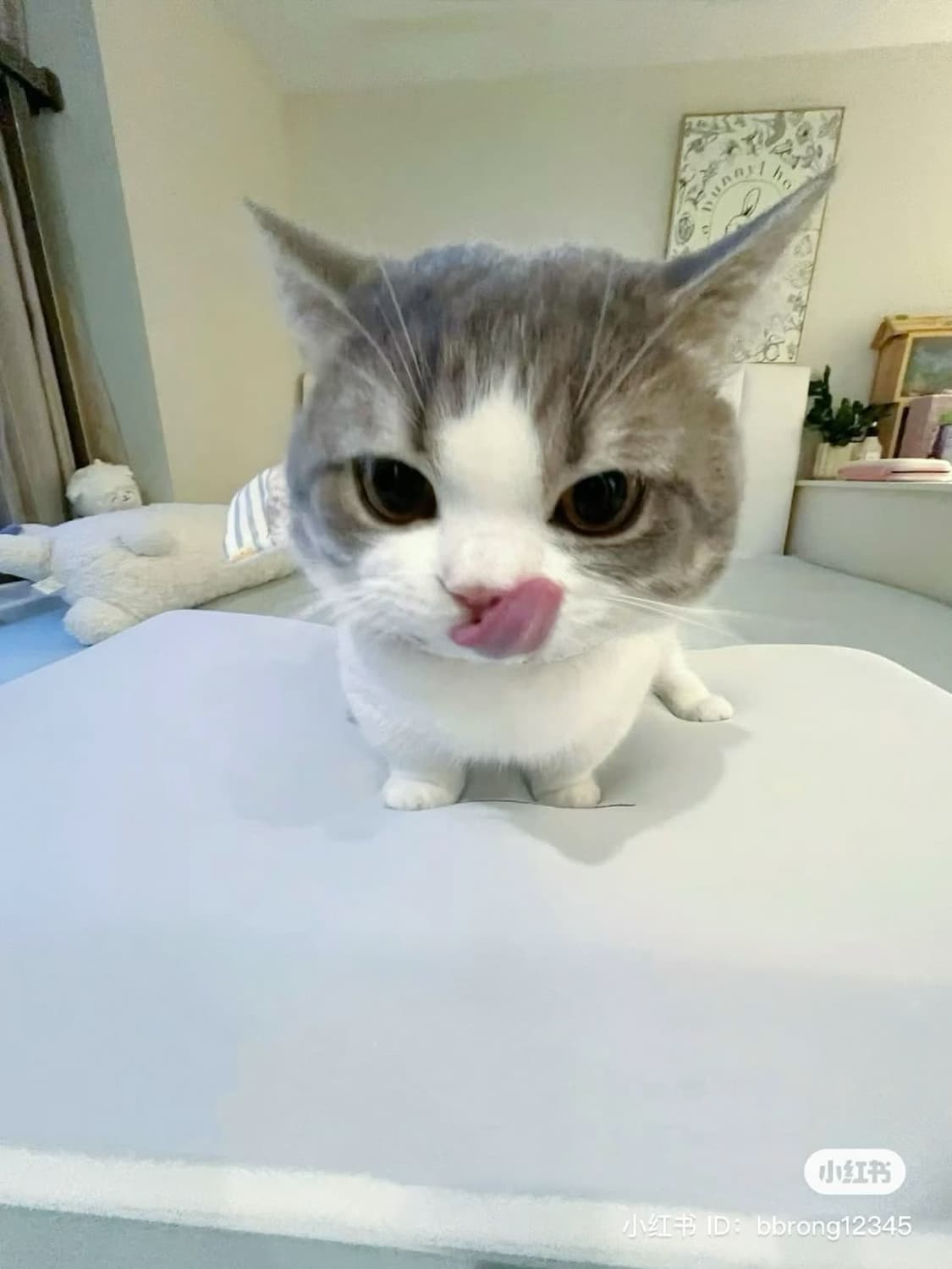 판매 완룡 상품이미지1