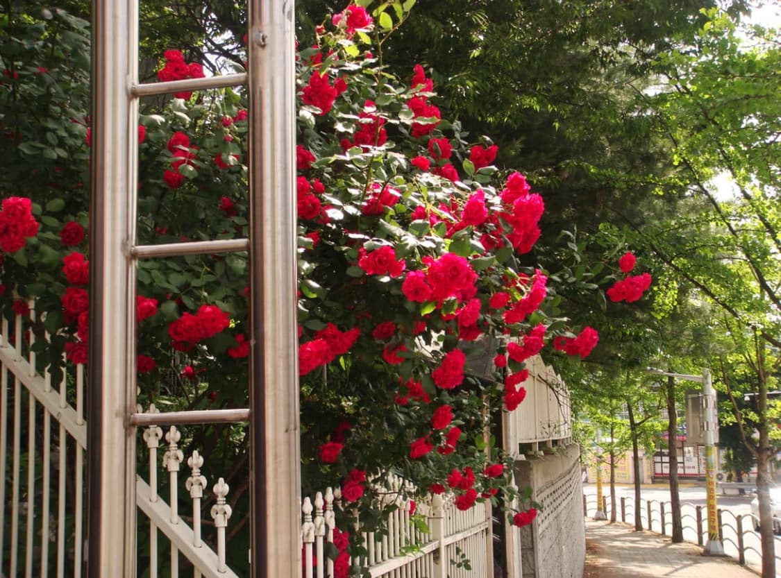[인물사진 맛집, 한국어 지원] 소니 사이버샷 dsc-t100 디카 판매 상품이미지8