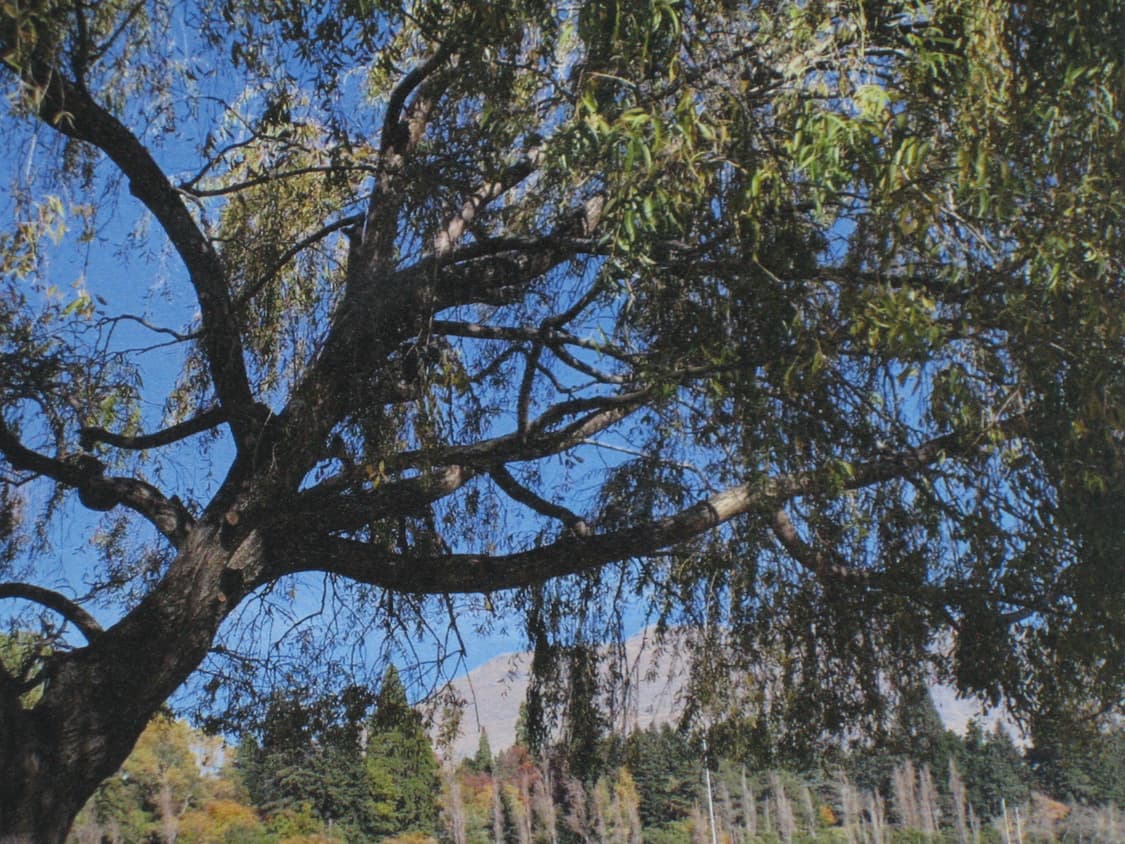 캐논 익시 55 / 익서스 50 실버 빈티지디카 상품이미지7