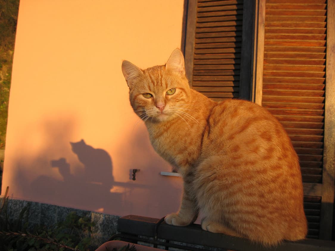 캐논 익서스 Canon IXUS 750 실버(익시 디지털 700) 상품이미지4