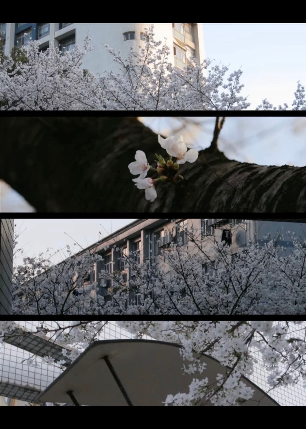 A급) 캐논 익서스 850 CANON IXUS 850 빈티지 디카 상품이미지4