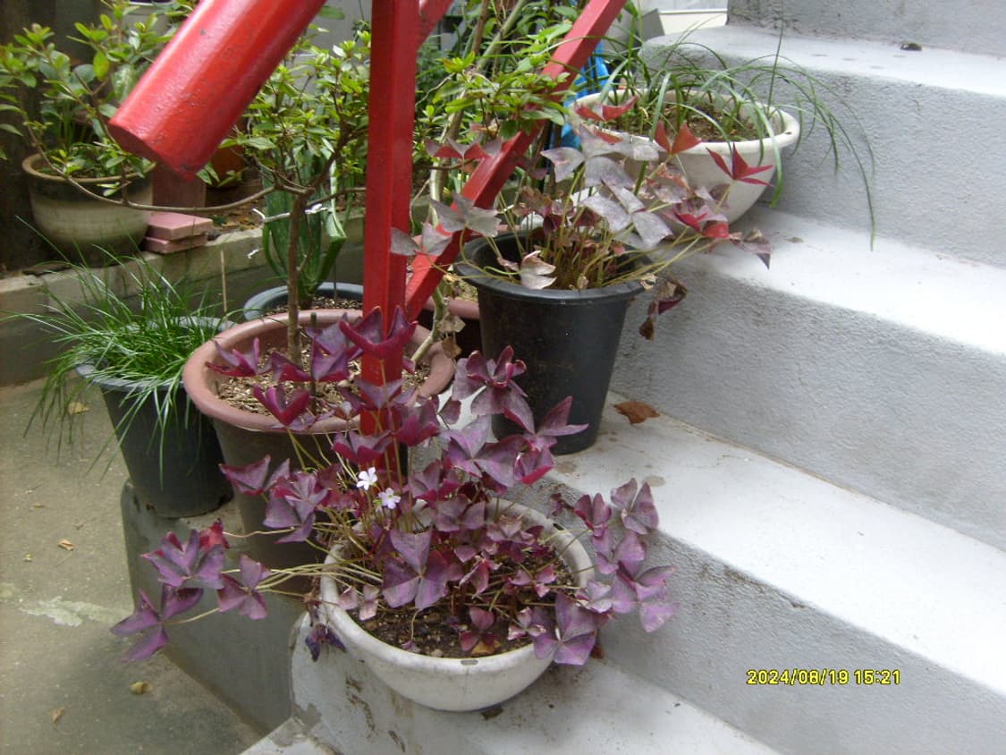 삼성 케녹스 s630 디카 (빈티지 카메라) 상품이미지7