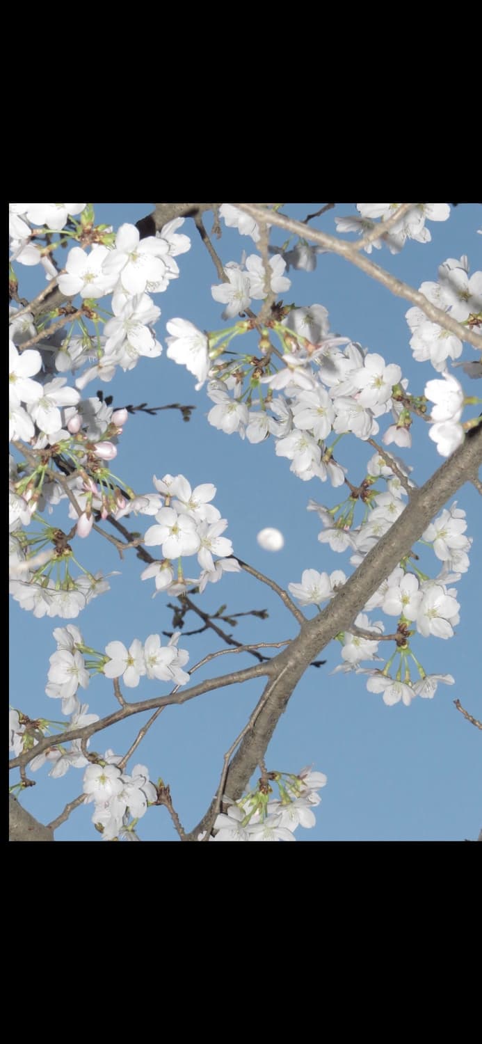 캐논 익서스 70 CANON IXUS 70 빈티지 디지털카메라 디카 상품이미지5