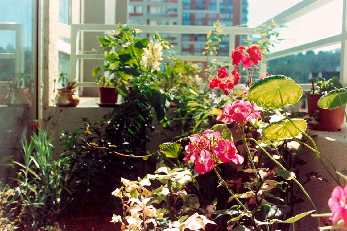 작례O 스냅 최강 교세라 p 미니 2 필름카메라 빈티지 필카 상품이미지3