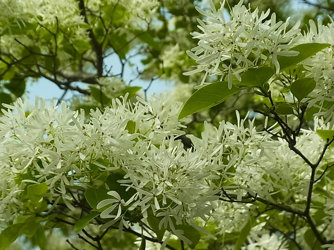 Ricoh cx4 상품이미지4