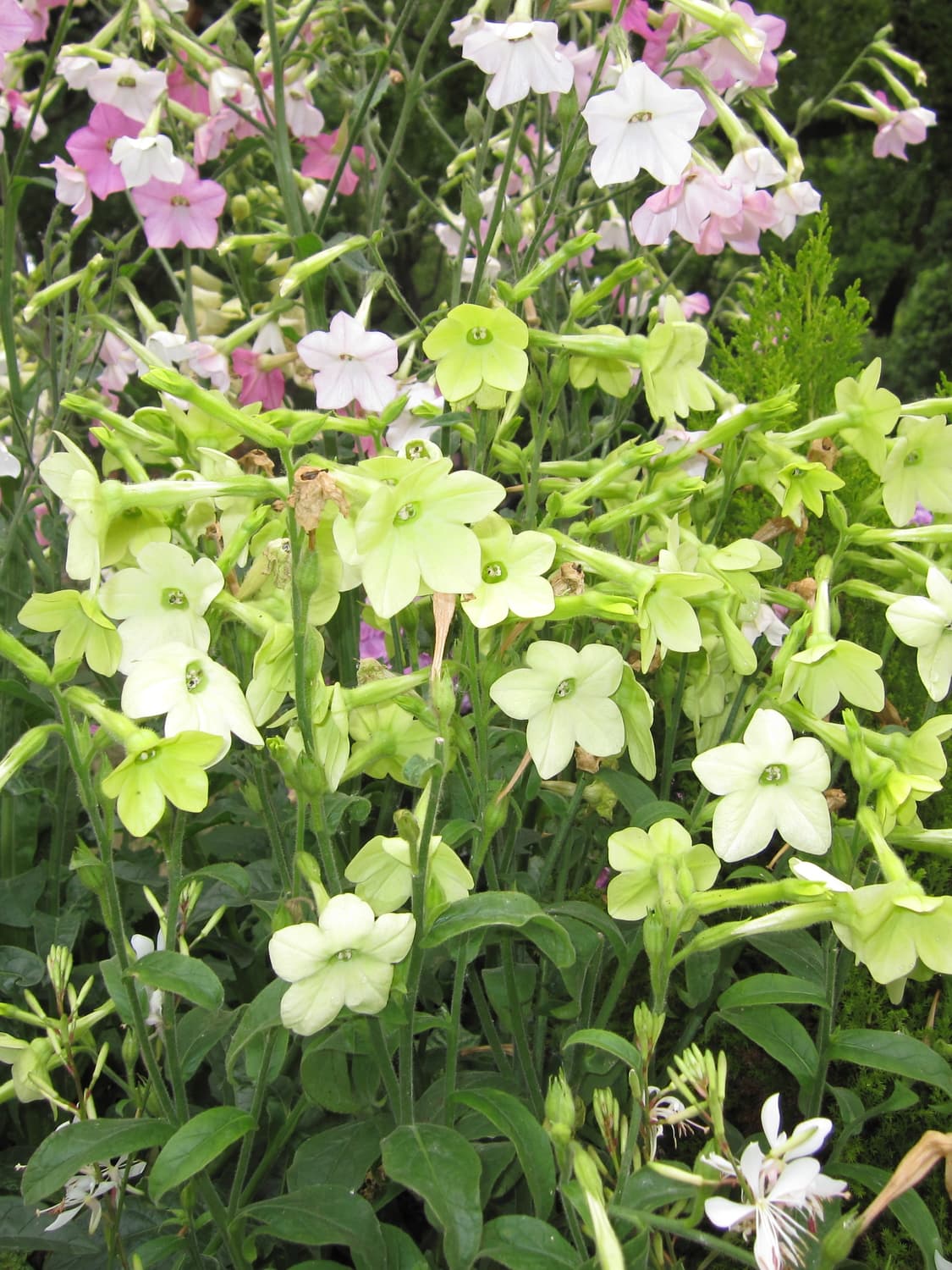 Nikon Coolpix S3000 상품이미지4