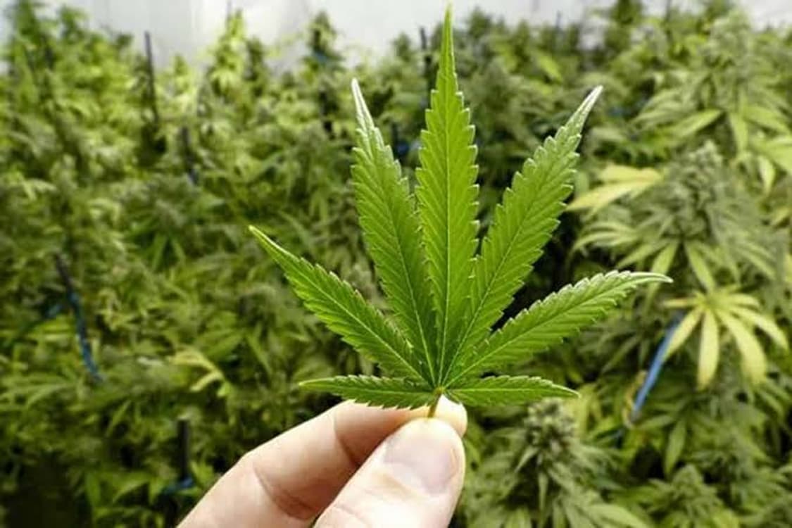 꼼데가르송 간자 오 드 퍼퓸 상품이미지4