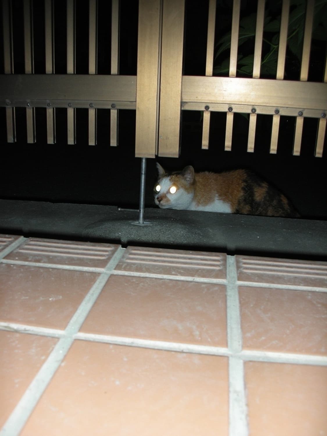 니콘 쿨픽스 Nikon Coolpix S5 화이트 상품이미지5