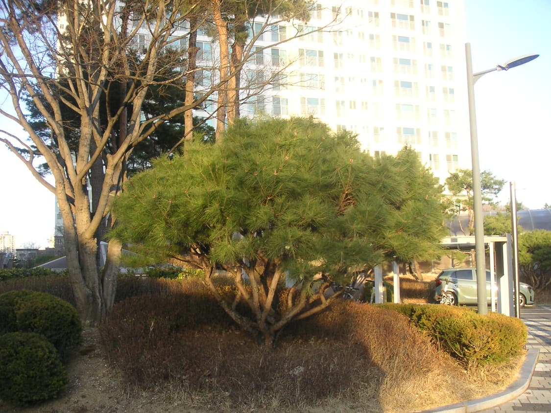 작례O,필카느낌) 코니카 미놀타 DiMage Xg 디카 minolta 상품이미지6