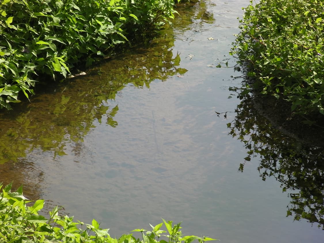 작례_ 산요 Sanyo cacti CG20 pink 상품이미지10