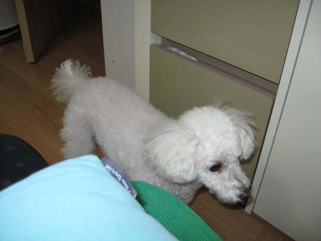 캐논 파워샷 A560 빈티지 디지털카메라 상품이미지10