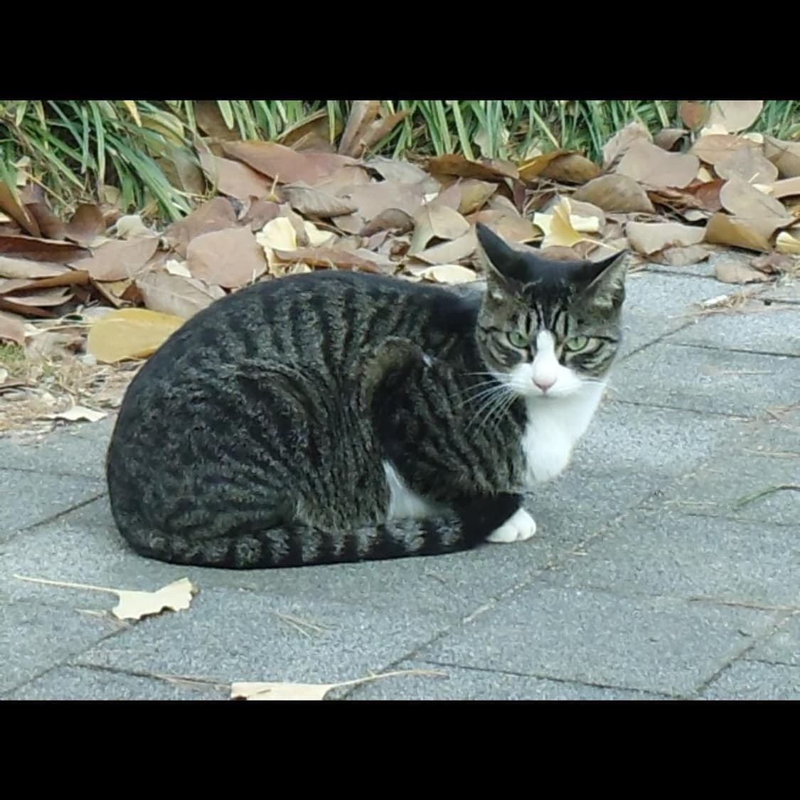 작례⭕️ 제너럴 일렉트로닉 GE DV1  샤크 블랙 매트🦈  상품이미지5